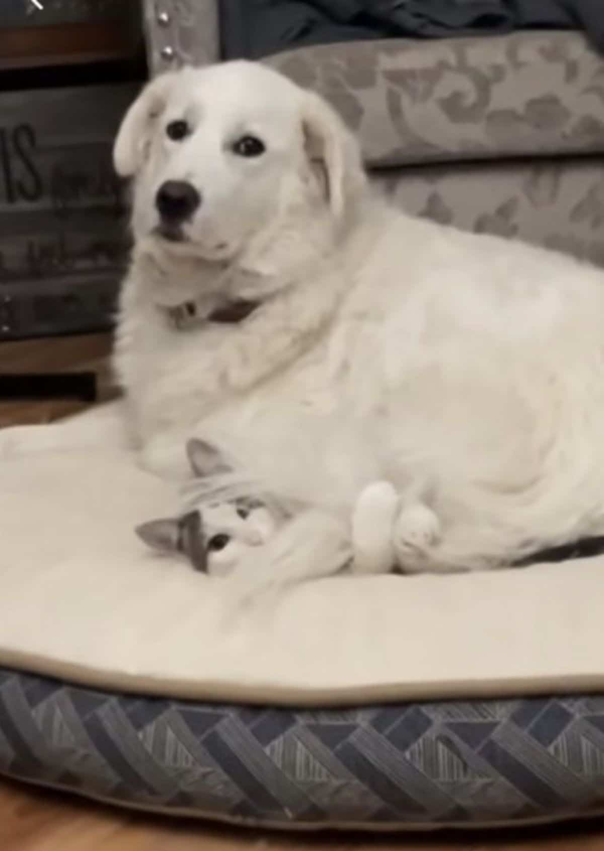 large white dog sitting on a white and grey tabby cat laying on a white and grey dog bed