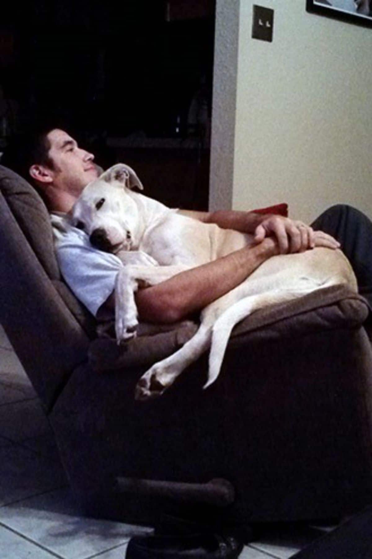 large white dog sleeping on a man's lap