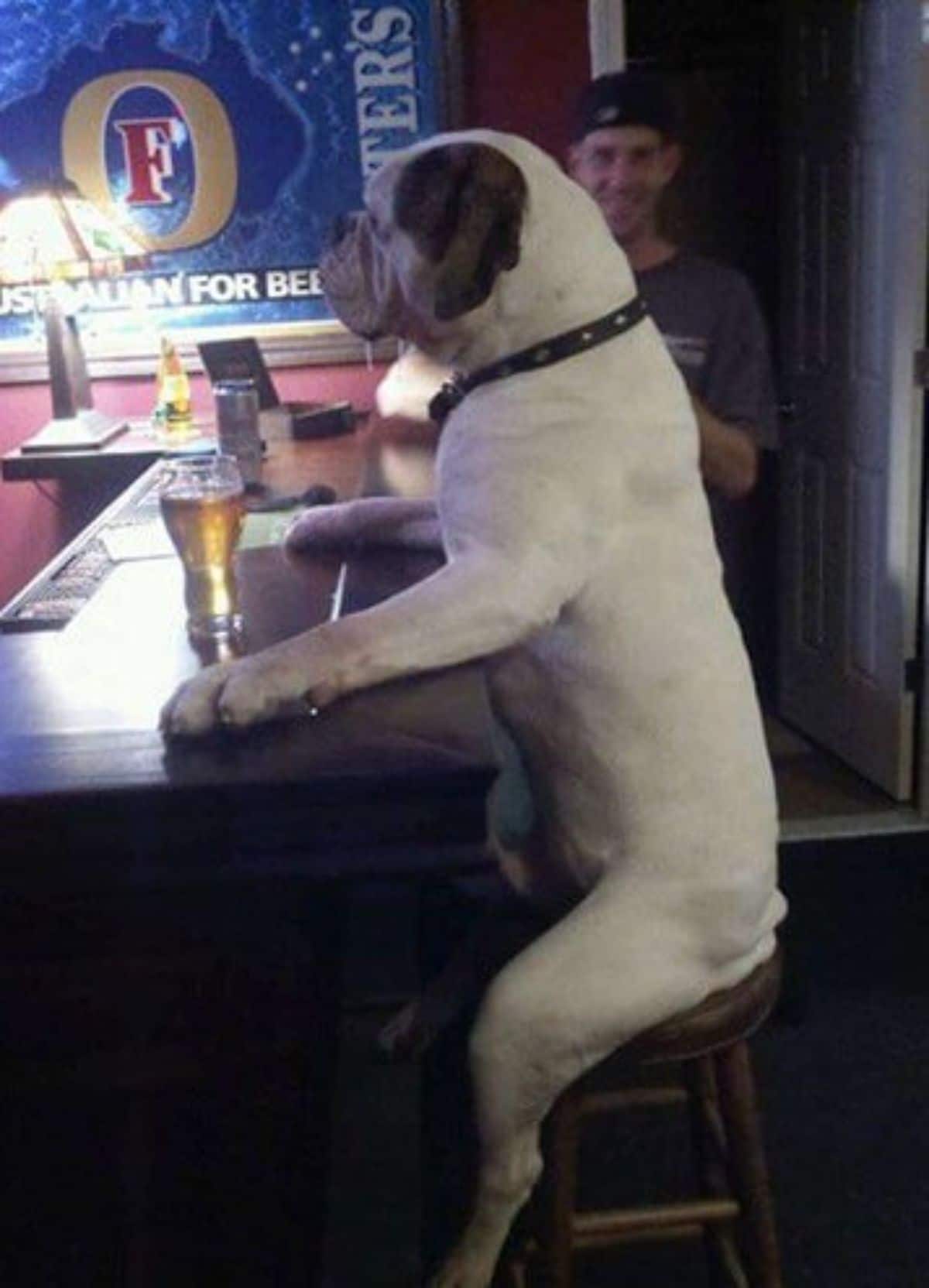 large white dog with black ears sitting on a bar stool at a bar with a glass of liquid in front