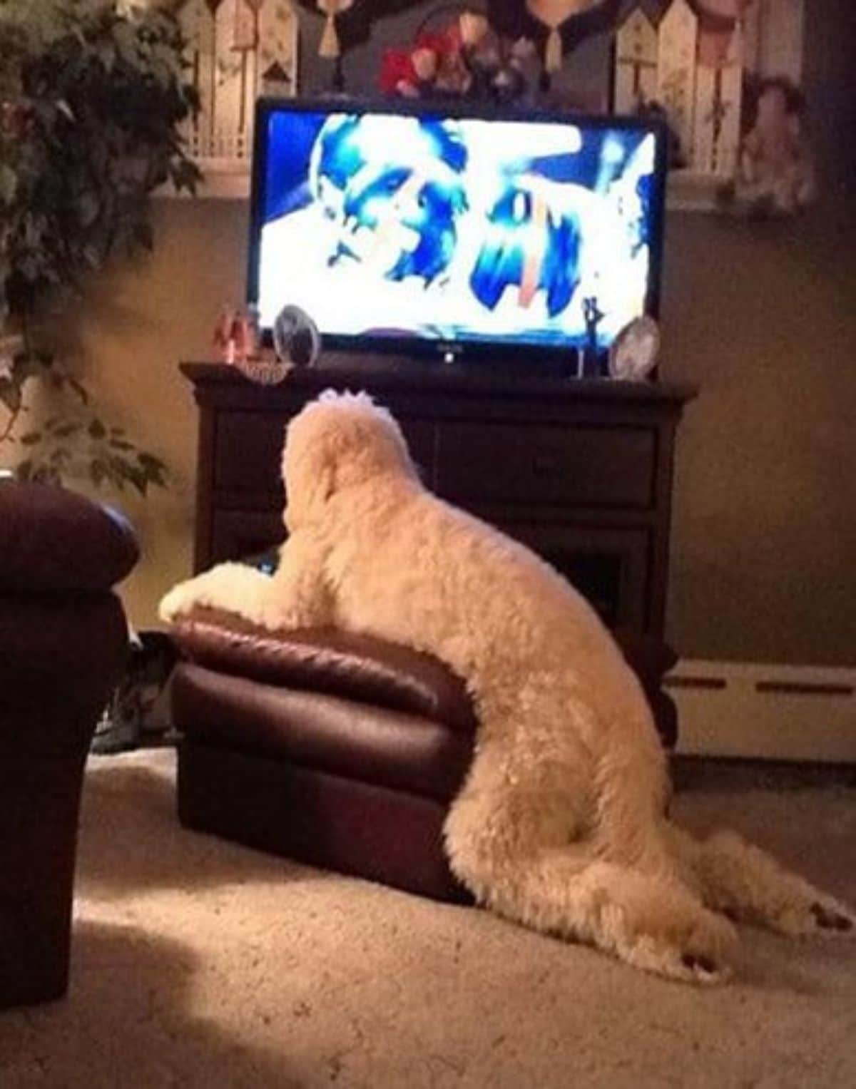 large white poodle laying belly down on a brown ottoman with the legs and tail on the floor