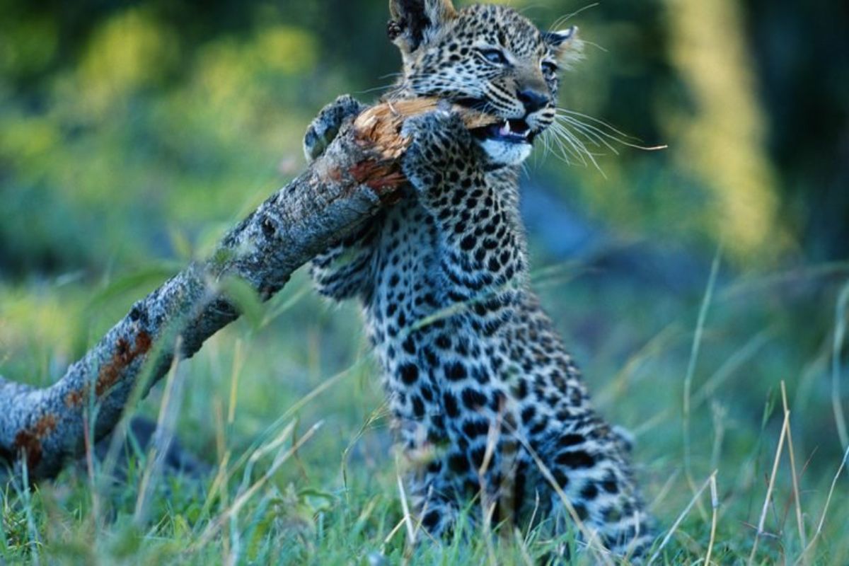 leopard cub biting a thick branch