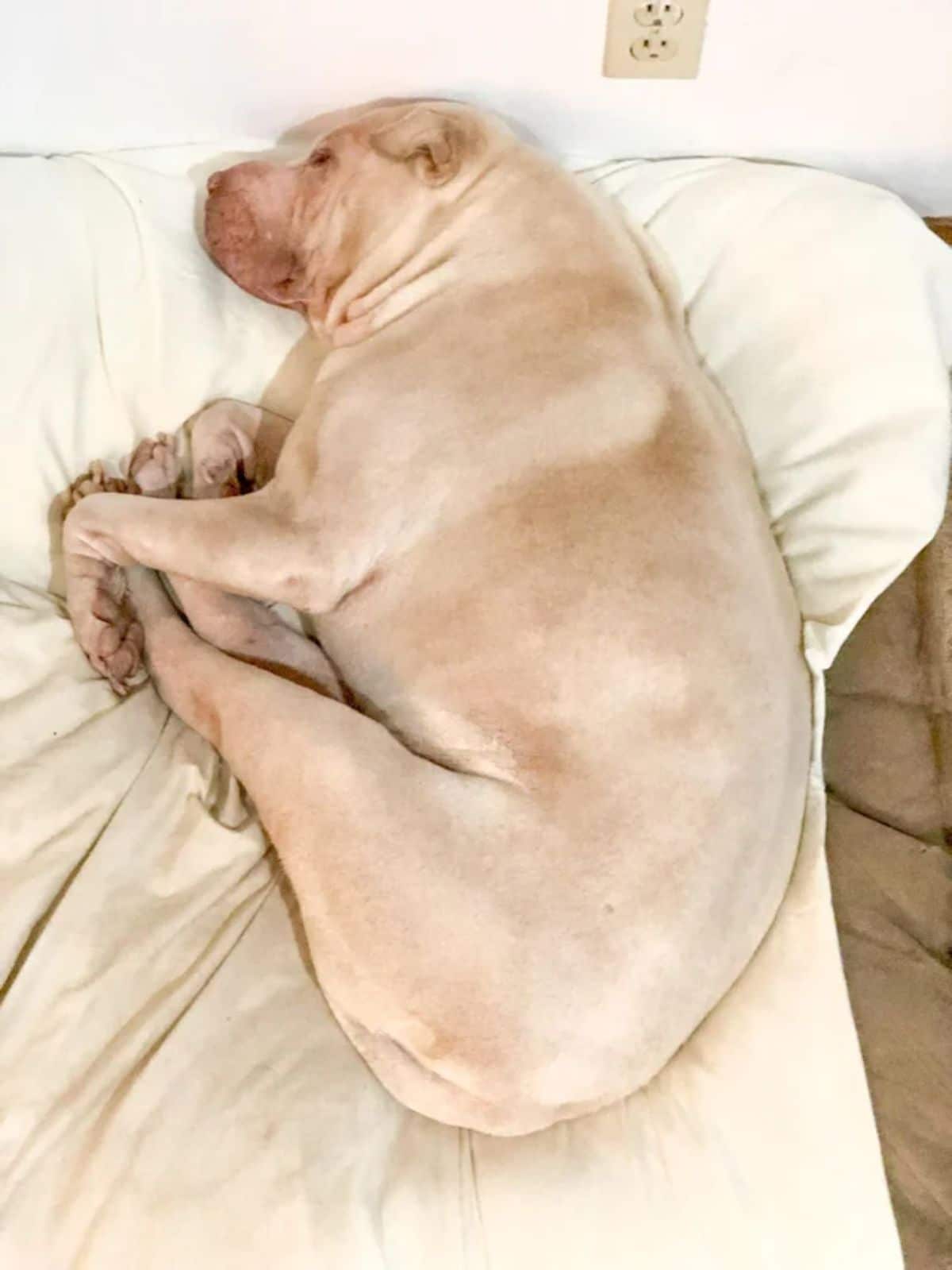 light brown dog sleeping curled up on a white blanket