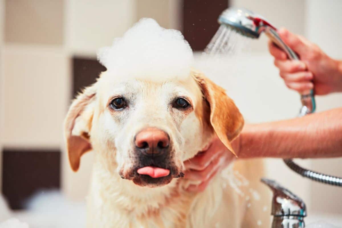 light brown dog with soap suds on the head getting bathed with a showerhead