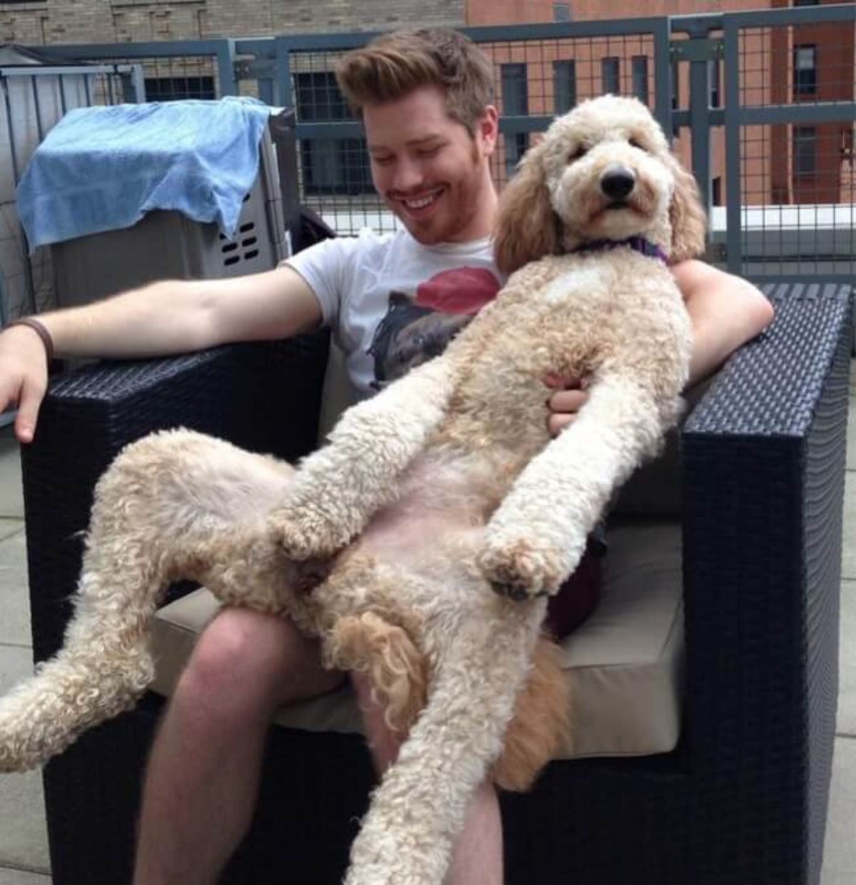 light brown poodle laying belly up on a person sitting on a black chair