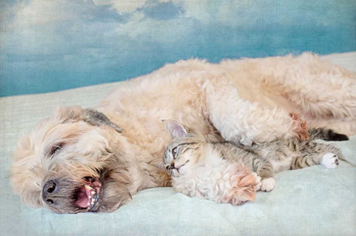 light brown poodle laying sideways cuddling a grey and white tabby cat