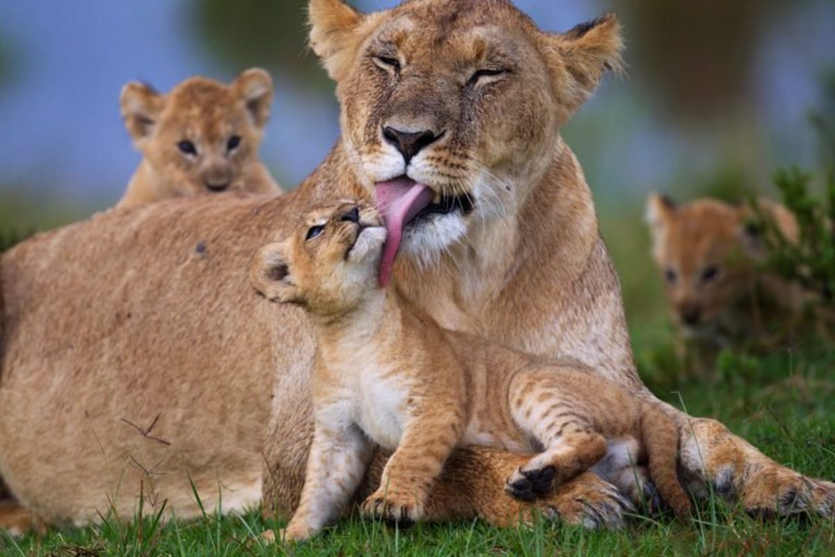 lioness licking a lion cub with 2 other lion cubs behind them