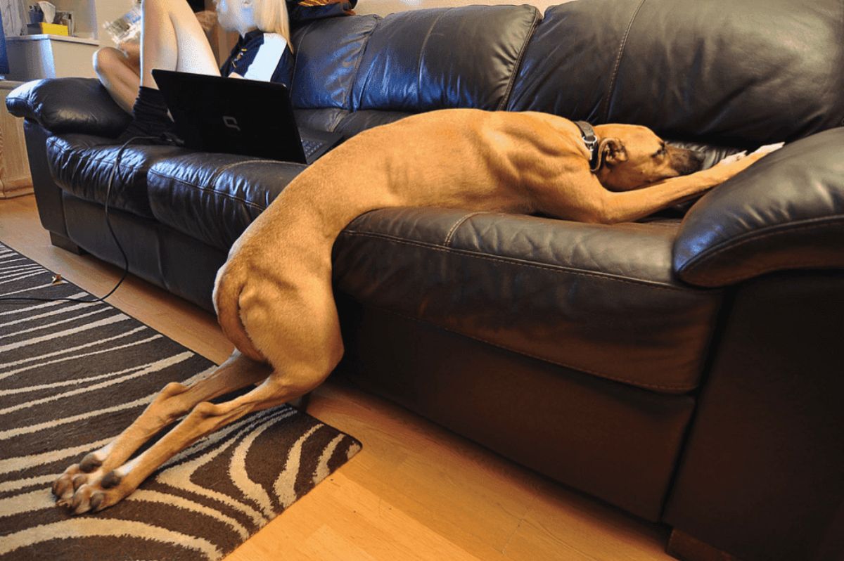 long brown dog laying halfway on a black sofa with the back legs resting on the floor