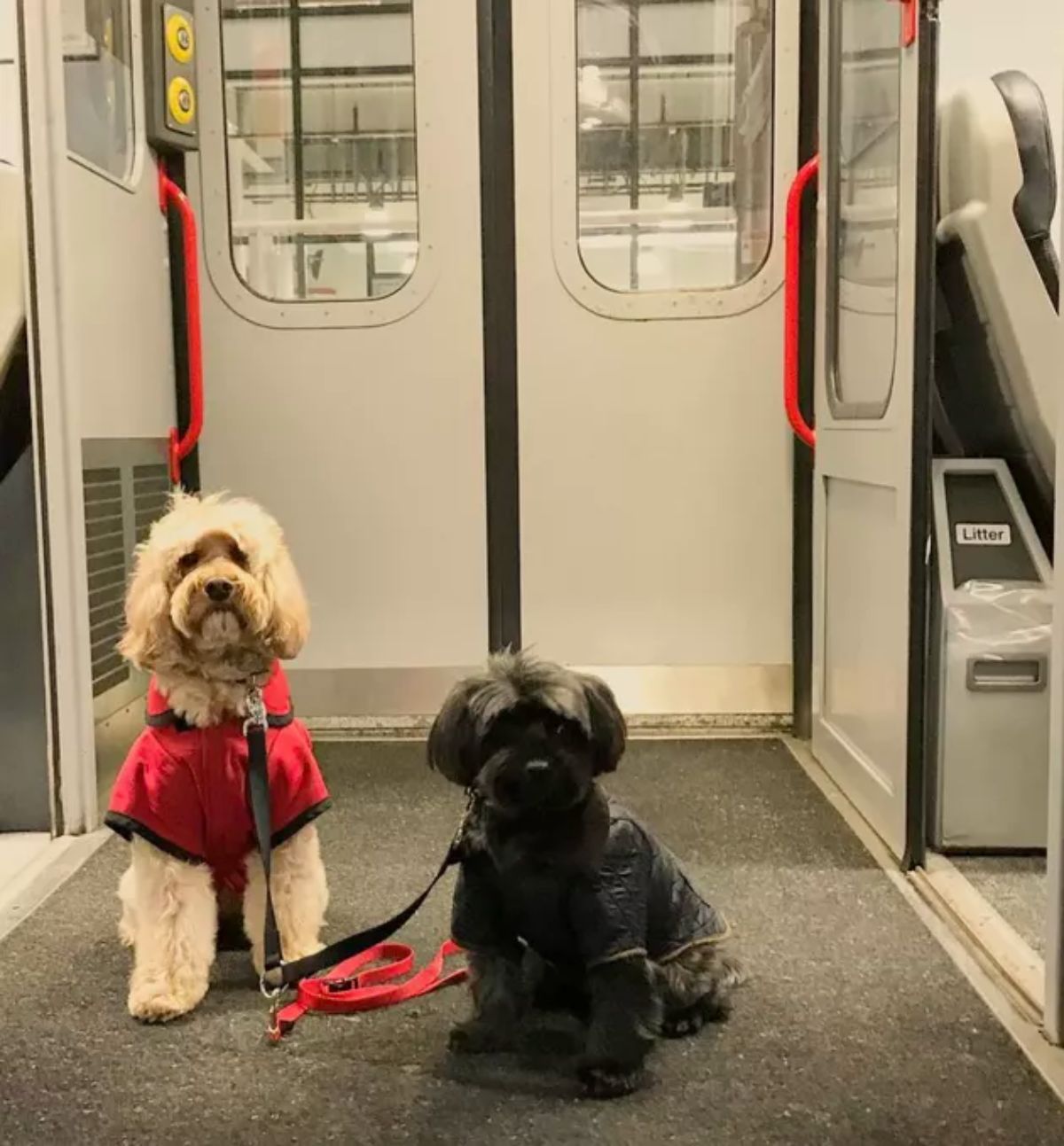 medium white fluffy dog and small fluffy black dog in coats and leashes sitting on a train floor