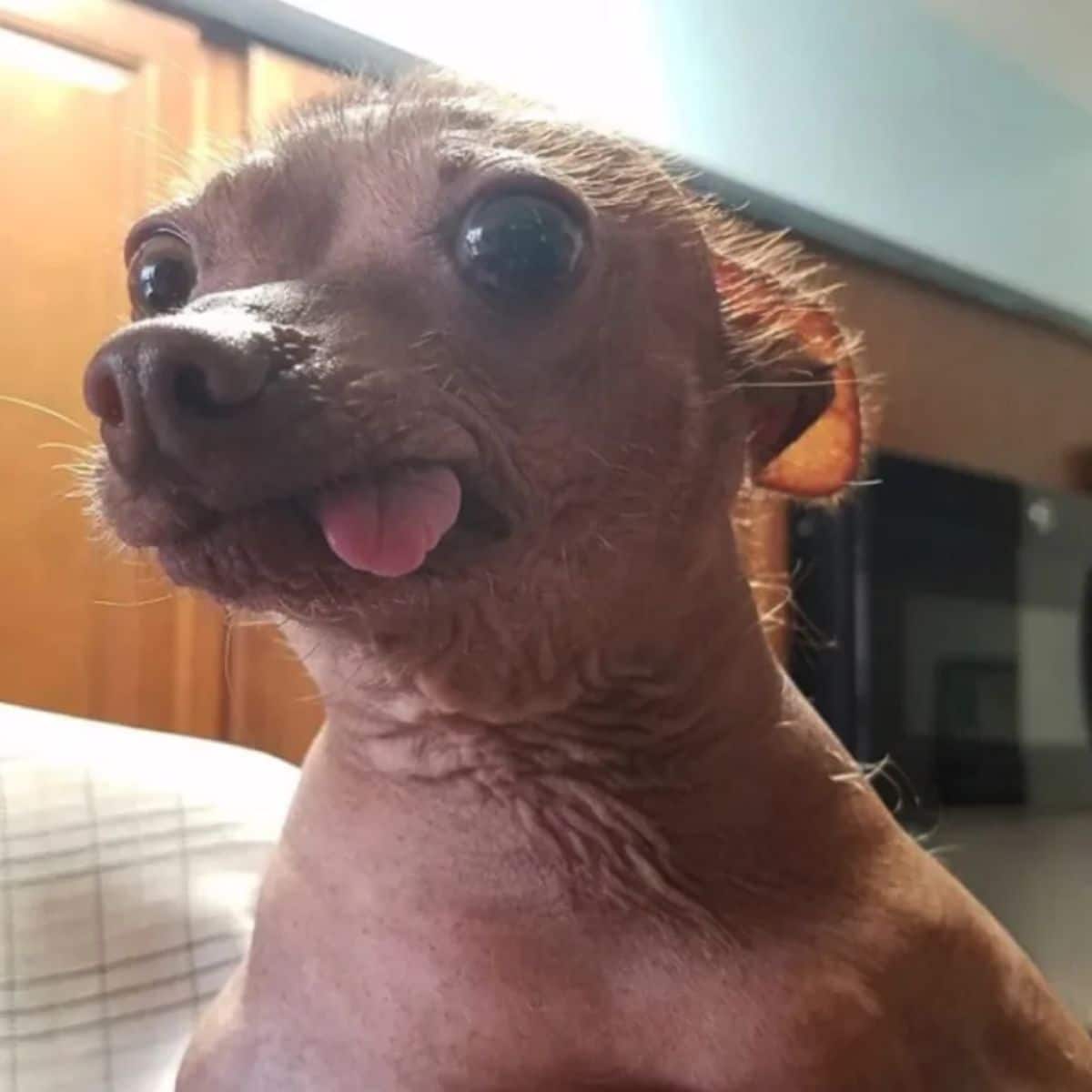 mostly hairless chihuahua with the tongue hanging out very slightly out the side