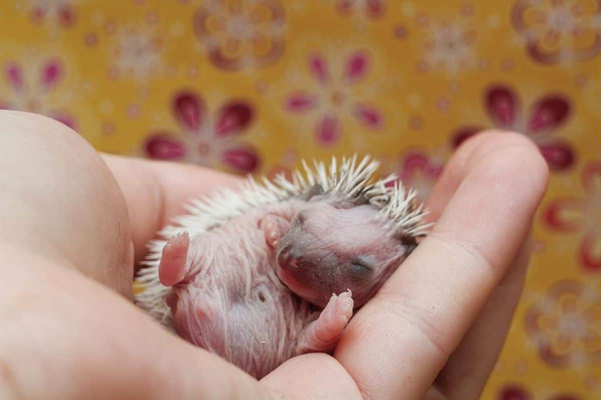 newborn baby hedgehog held on someone's palm