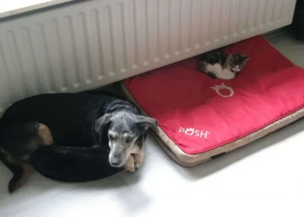 old black and brown dog laying on a small black cat bed and a white orange and black cat laying on a large red dog bed