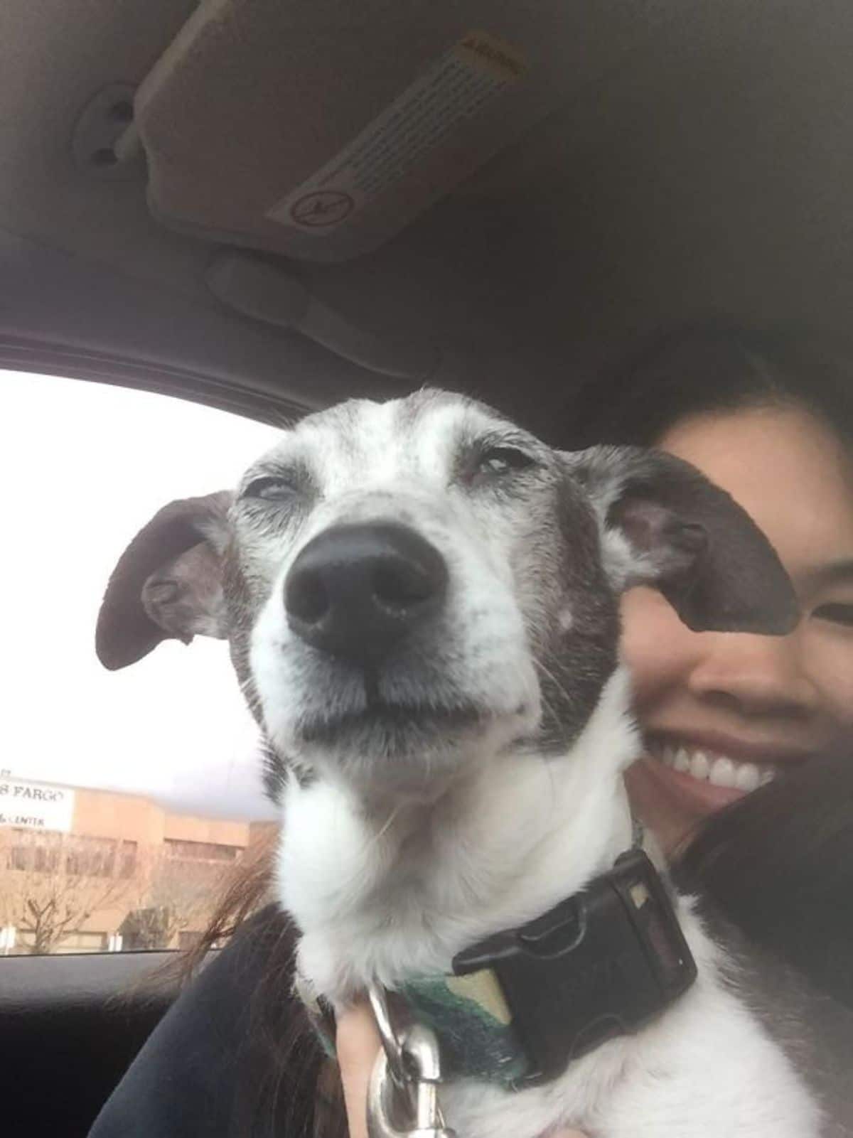old black and white dog with narrowed eyes being held by someone in a car