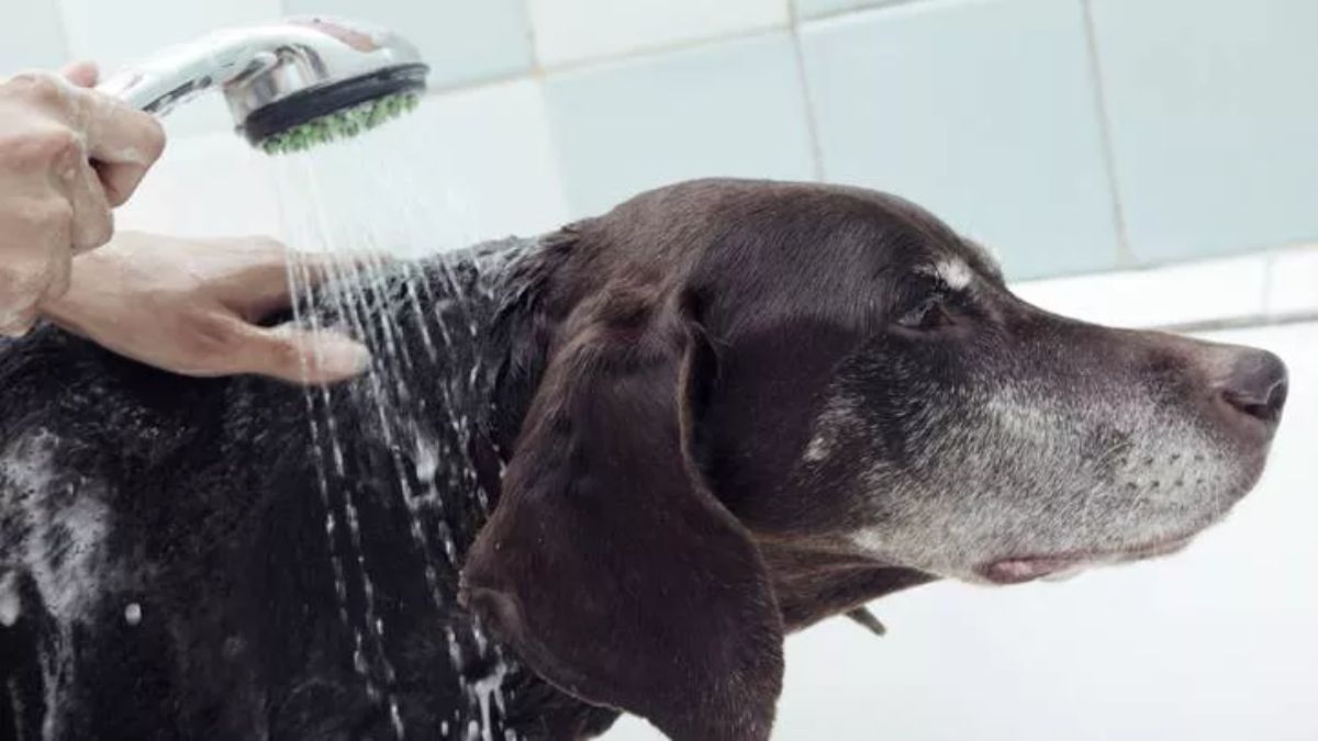 old black dog in a bathtub getting washed with a showerhead by someone
