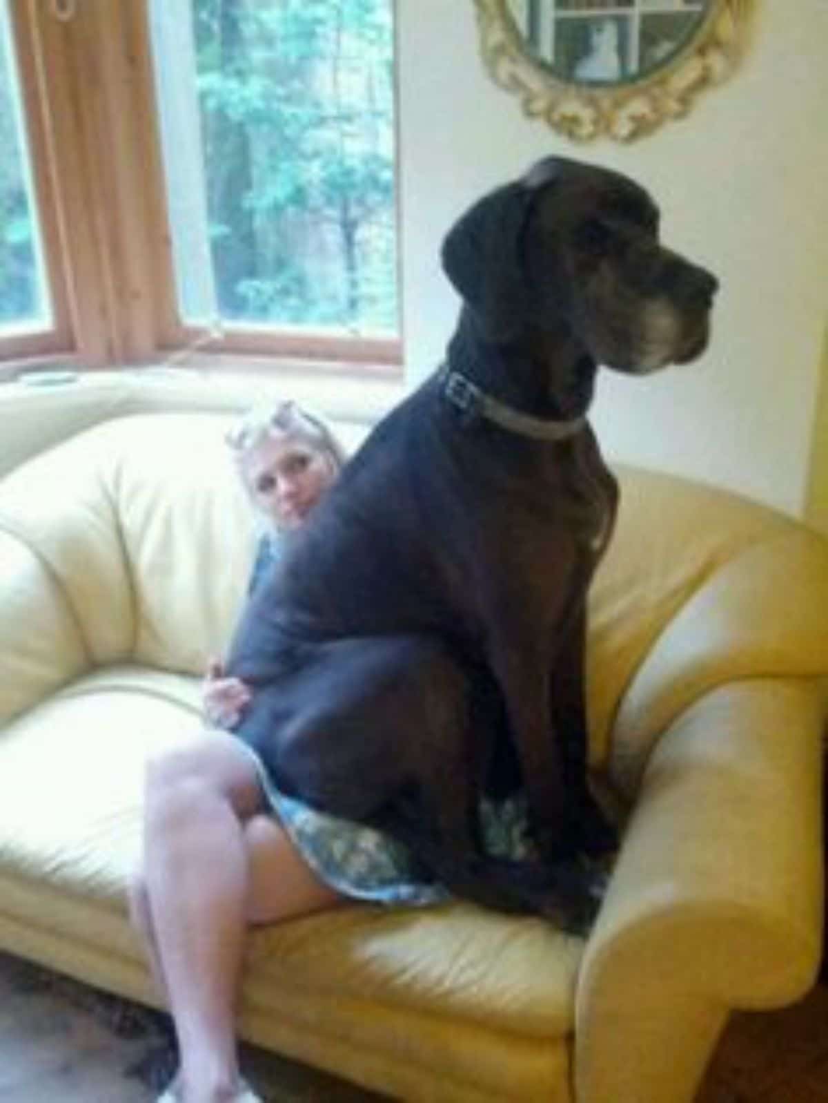 old black great dane sitting solemnly on a woman's lap