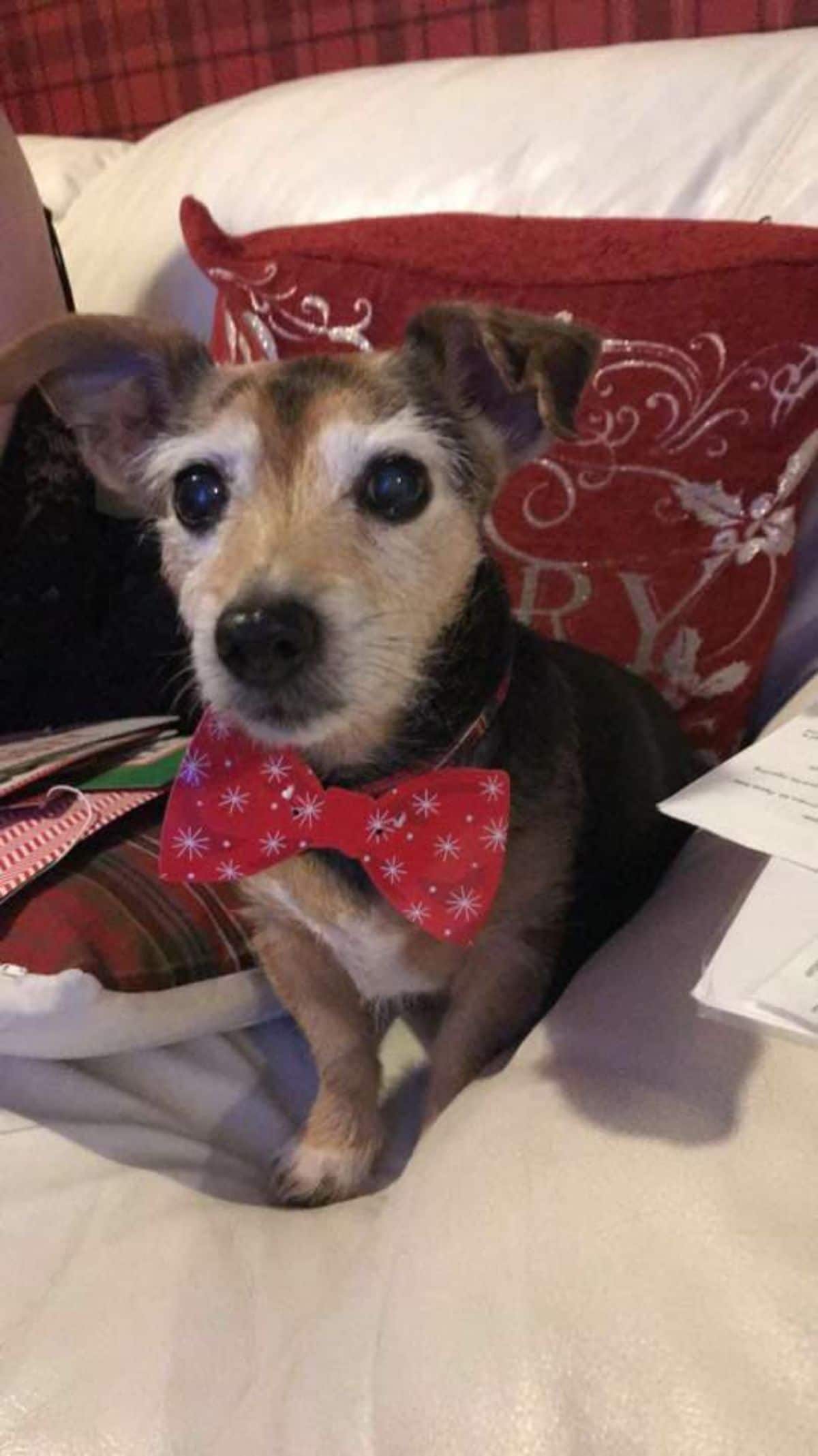 old black white and brown dog wearing a red bowtie with white stars in it