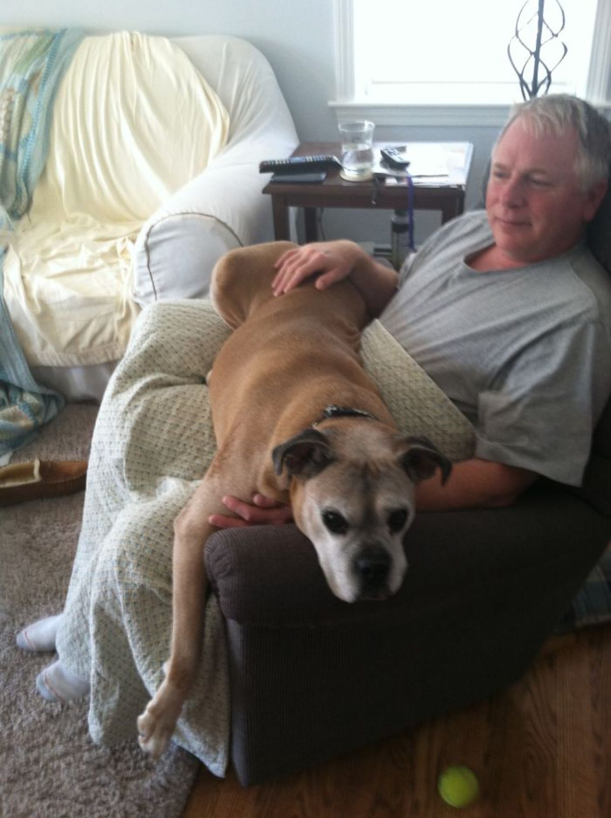 old brown boxer laying across an old man's lap