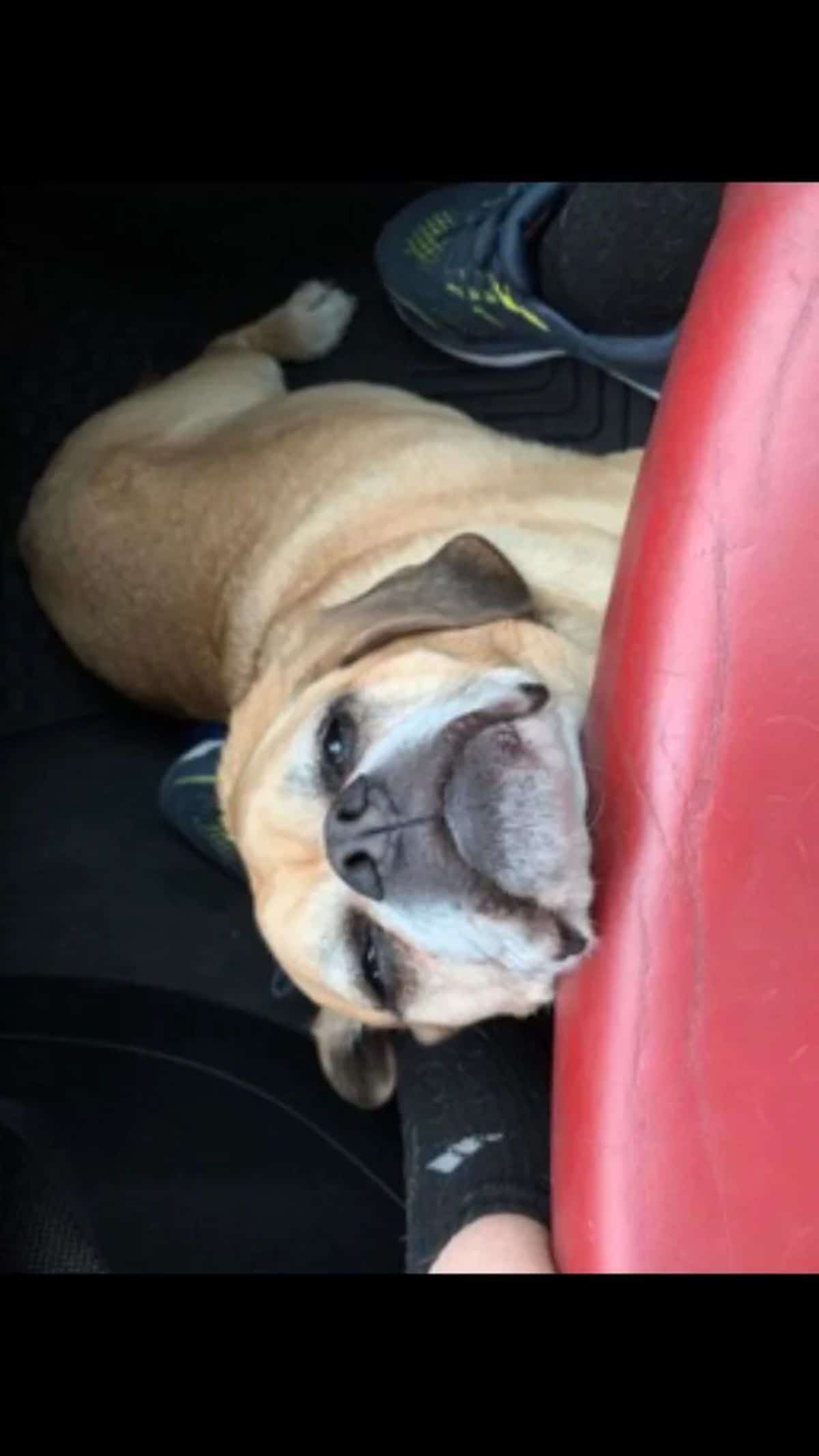 old brown bulldog laying sideways on a car seat