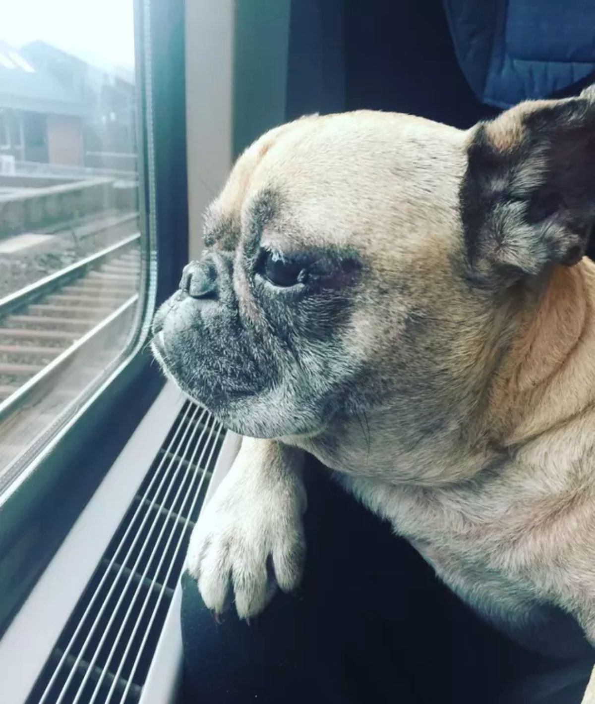old brown pug staring out of a train window