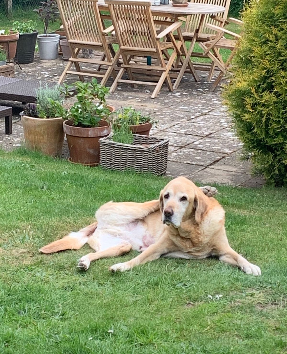 old golden retriever laying on grass with one back leg over the head on the neck