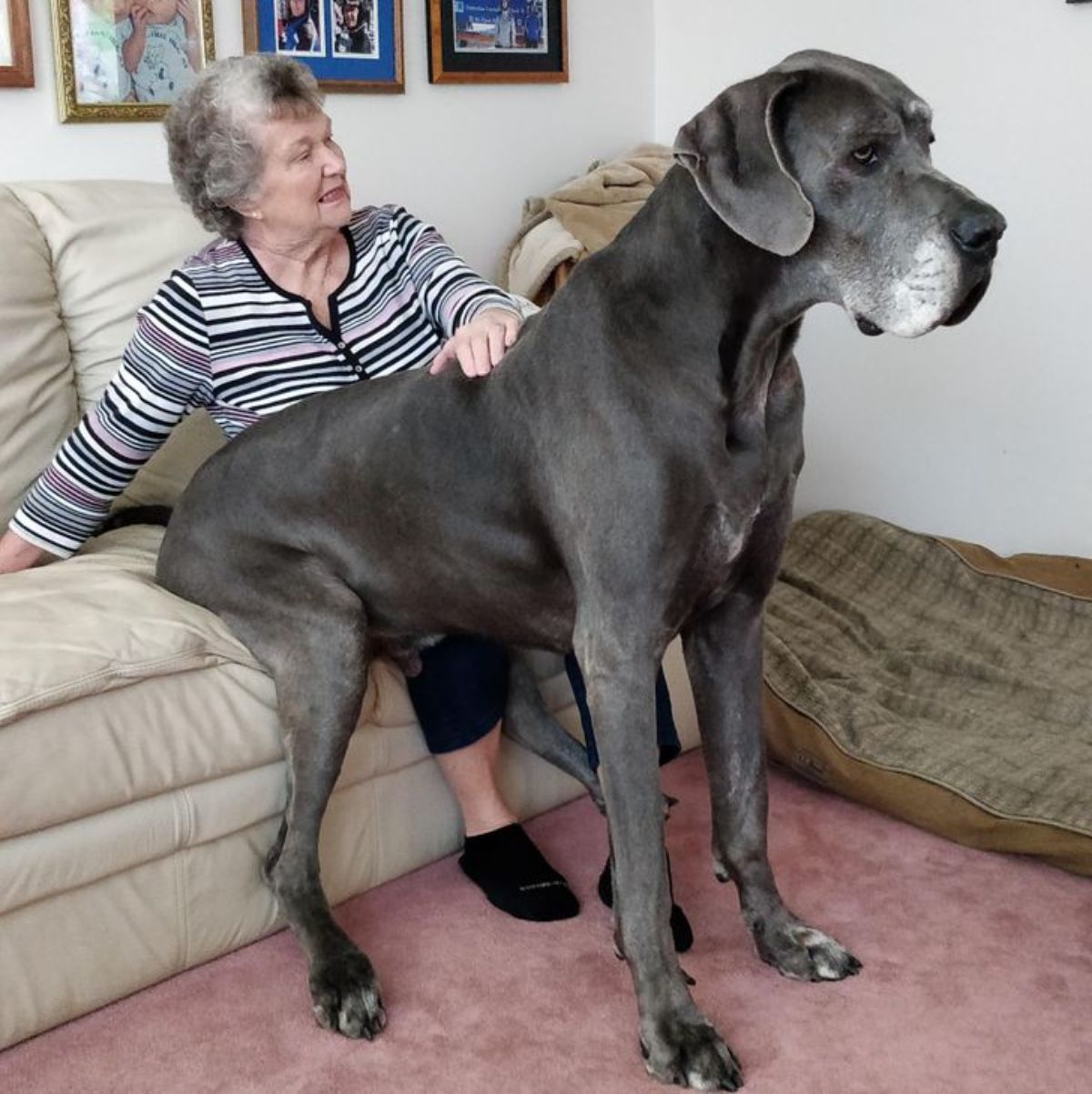 old grey great dane sitting on a beige sofa with the legs resting on the floor and a woman is sitting on the sofa next to the dog