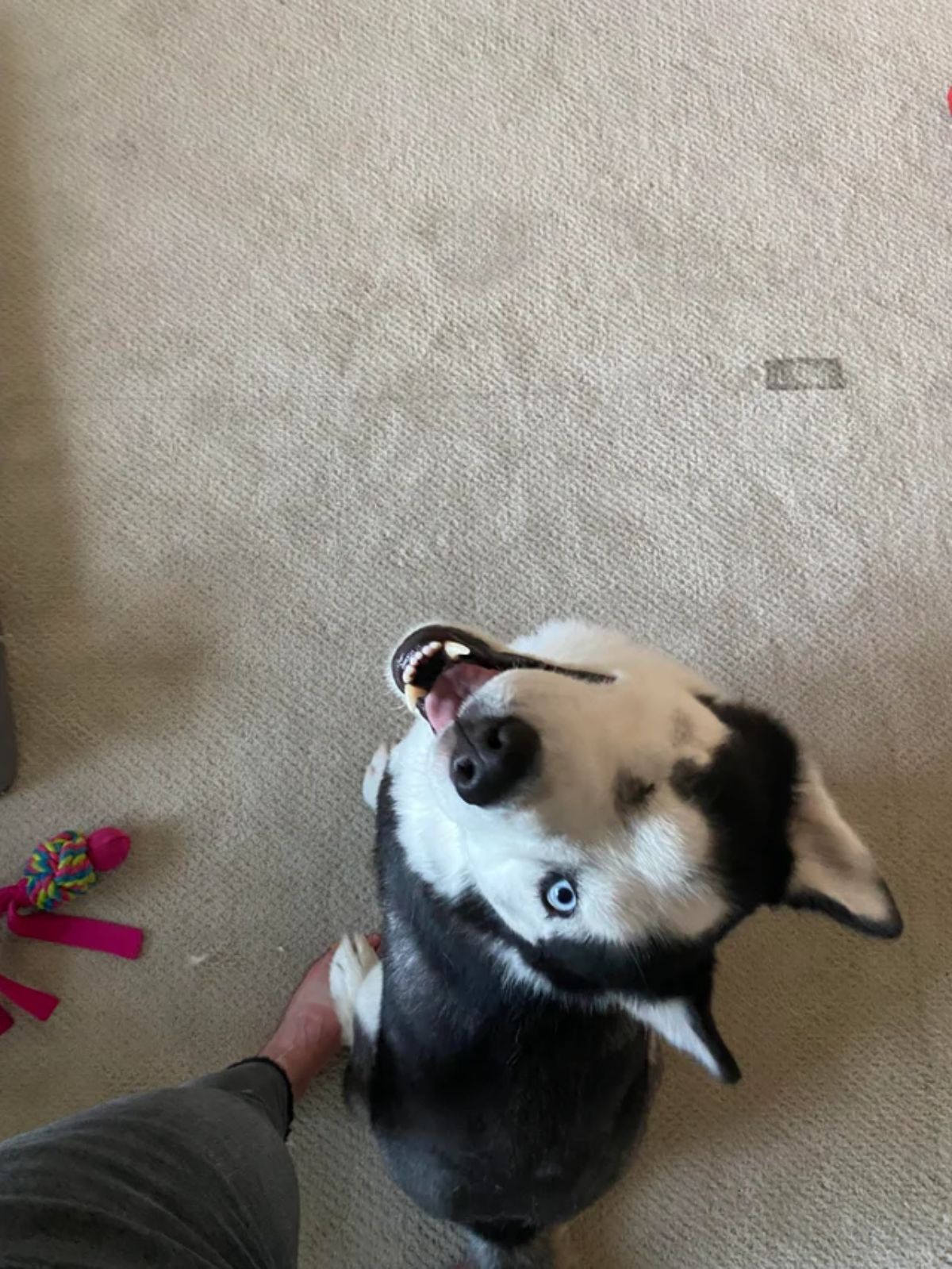 one eyed black and white husky sitting on the floor and looking up