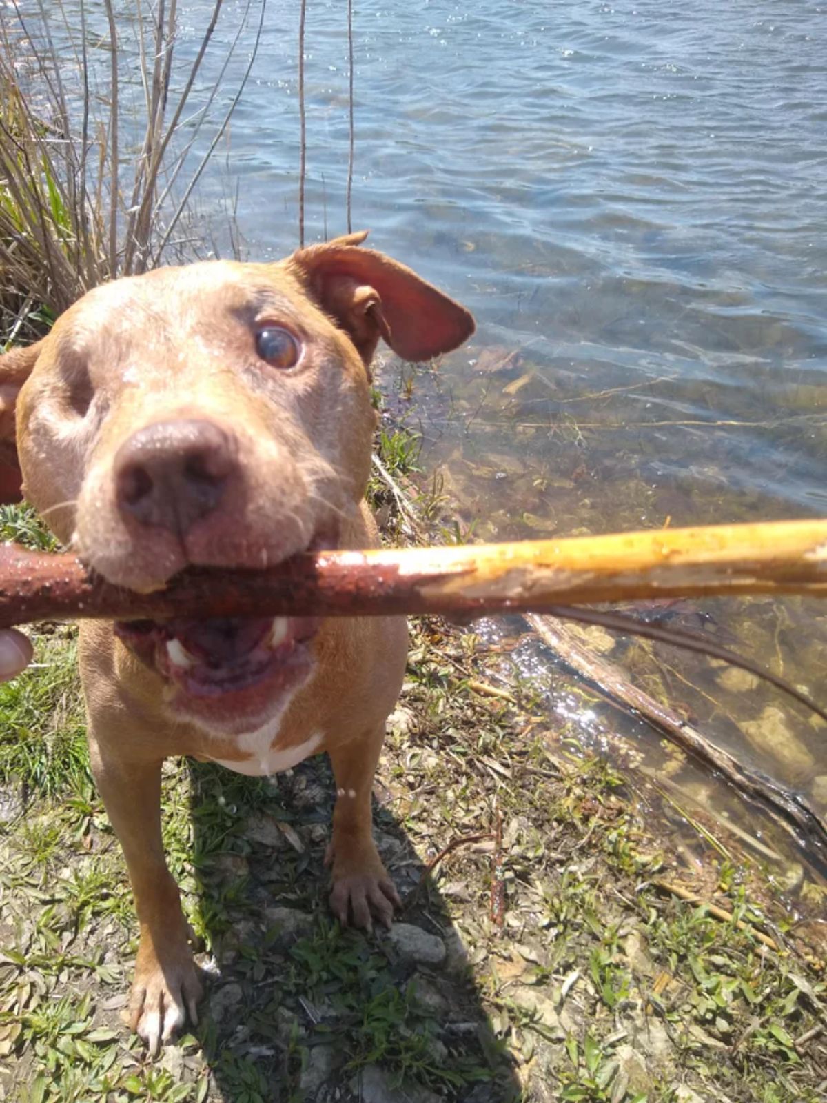 one eyed brown and white dog holding a stick in the mouth by a river
