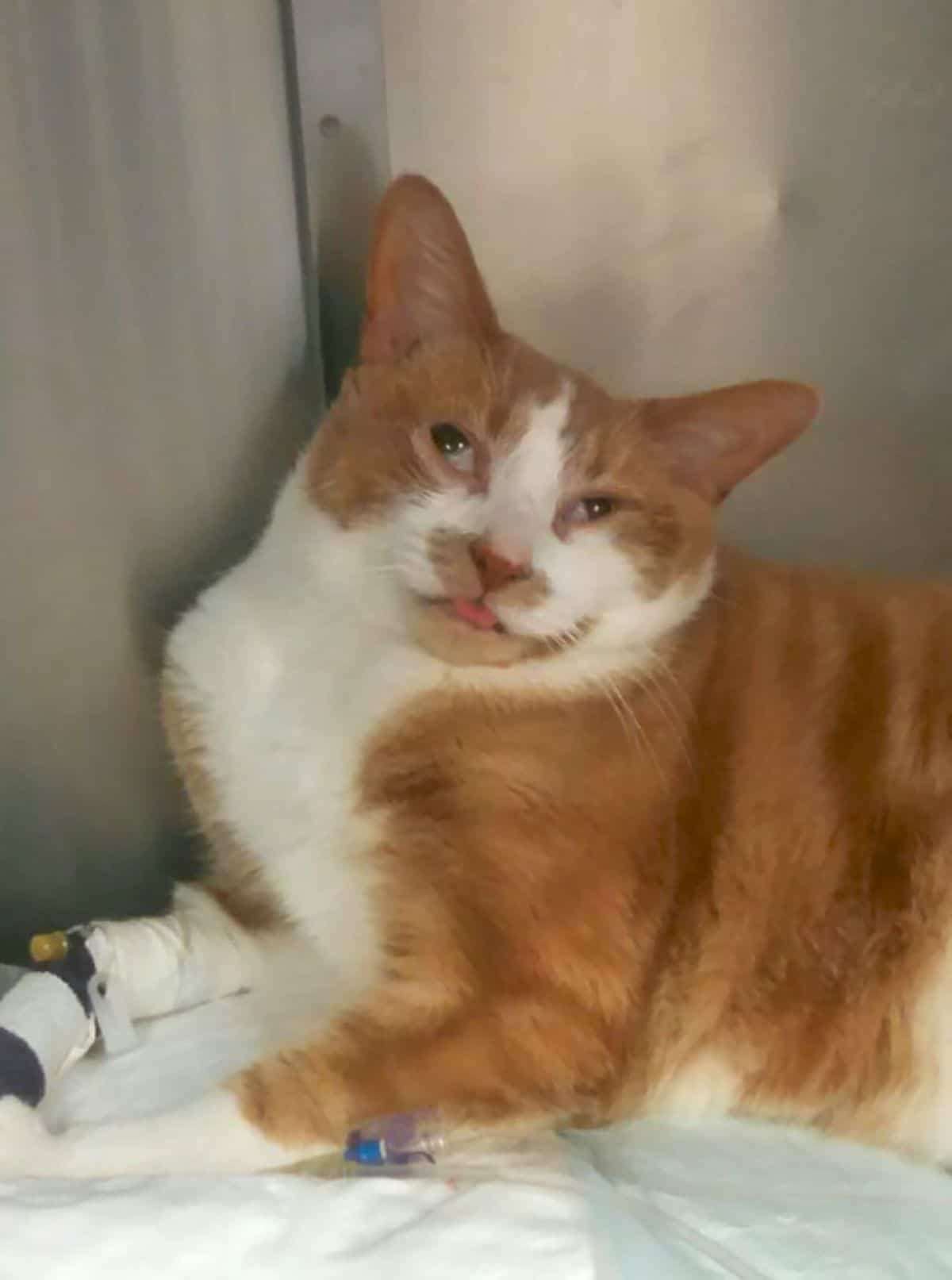 orange and white cat with tongue sticking out and eyes looking to either side
