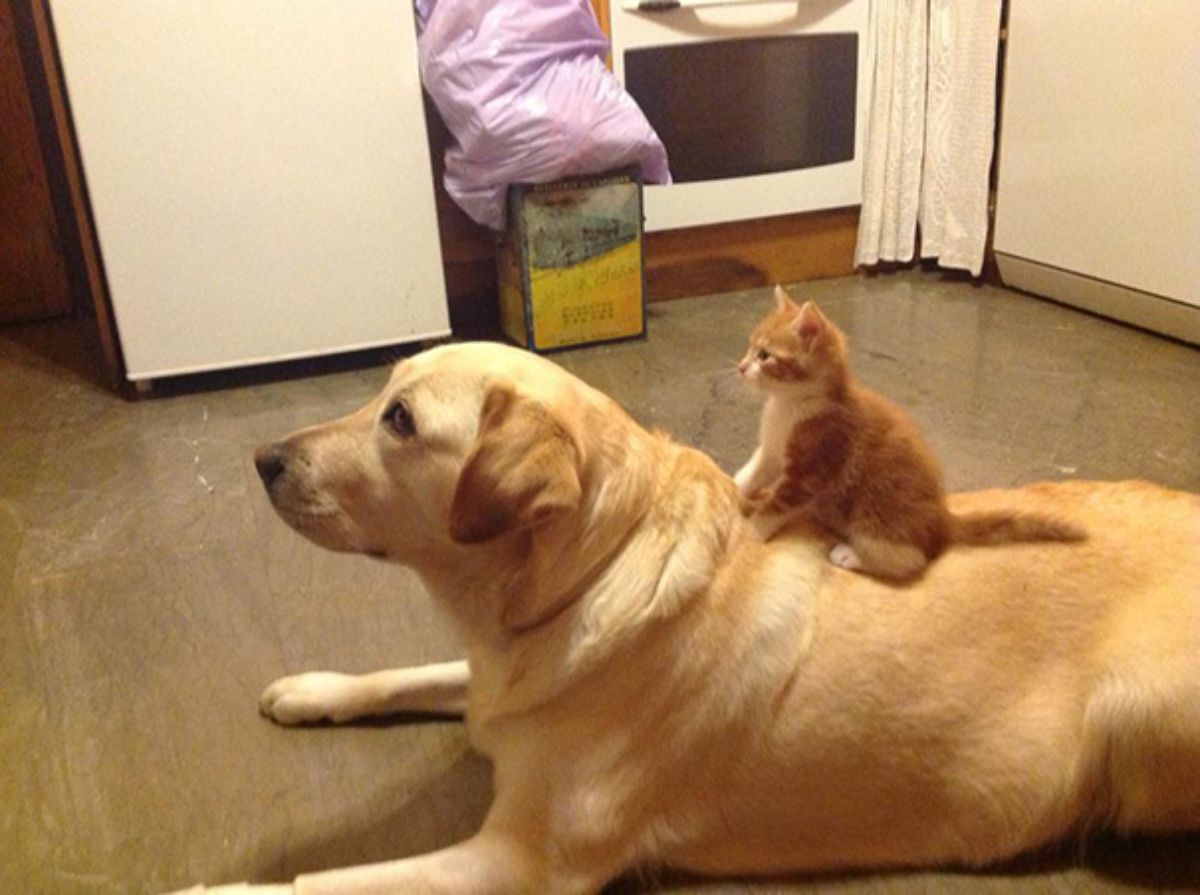 orange and white kitten sitting on the back of a yellow labrador retriever laying on the floor