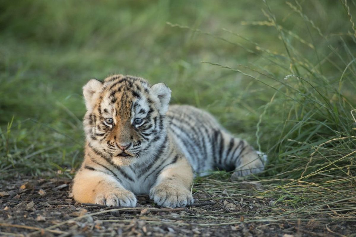 orange black and white tiger cub laying on the ground