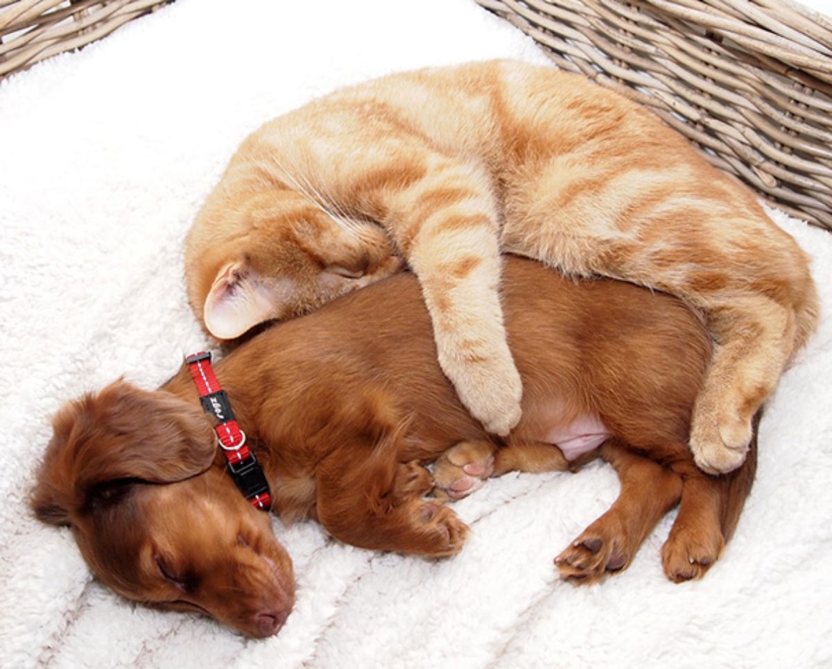 orange cat cuddling a small fluffy brown puppy on a white blanket