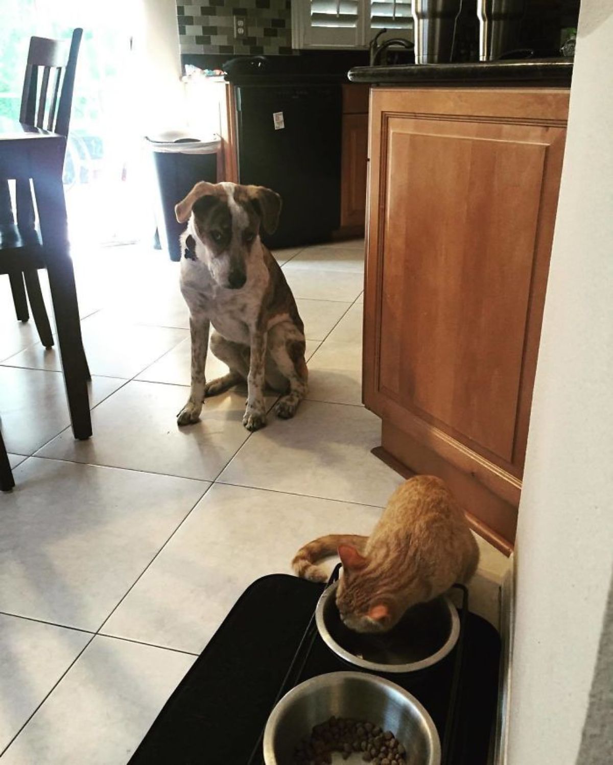 orange cat drinking out of a silver dog water bowl while a white and brown dog sits and watches