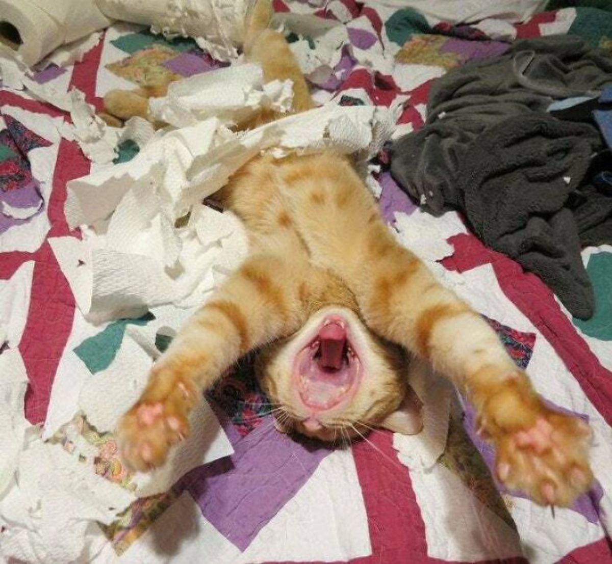 orange cat laying belly up and yawning amid a pile of ripped up toilet paper