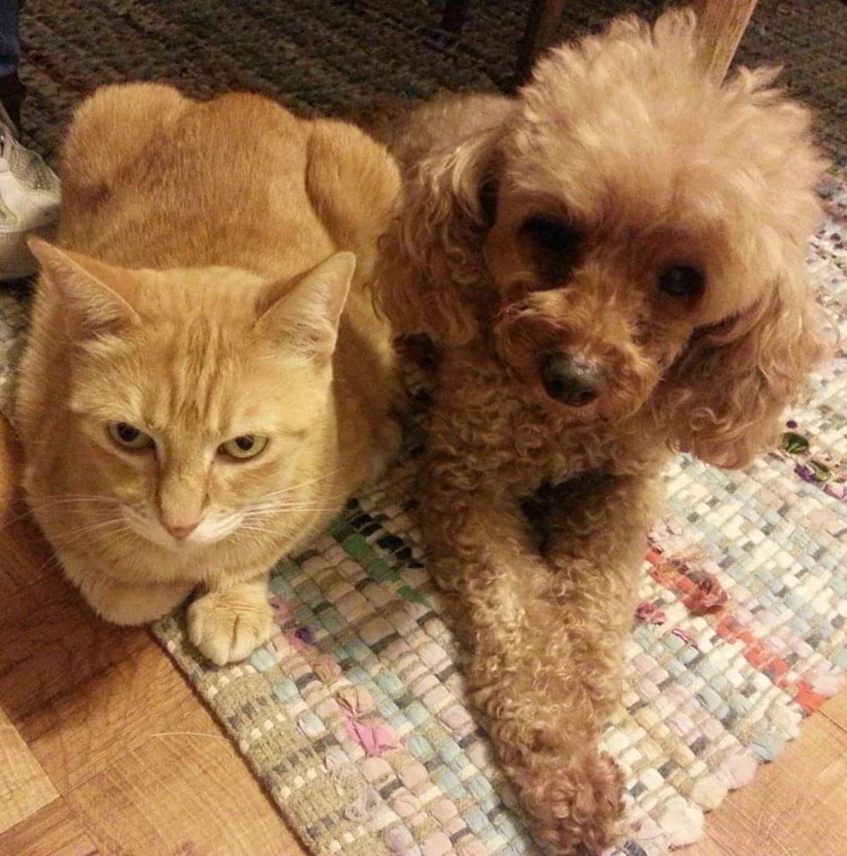 orange cat laying on the floor next to a small brown poodle