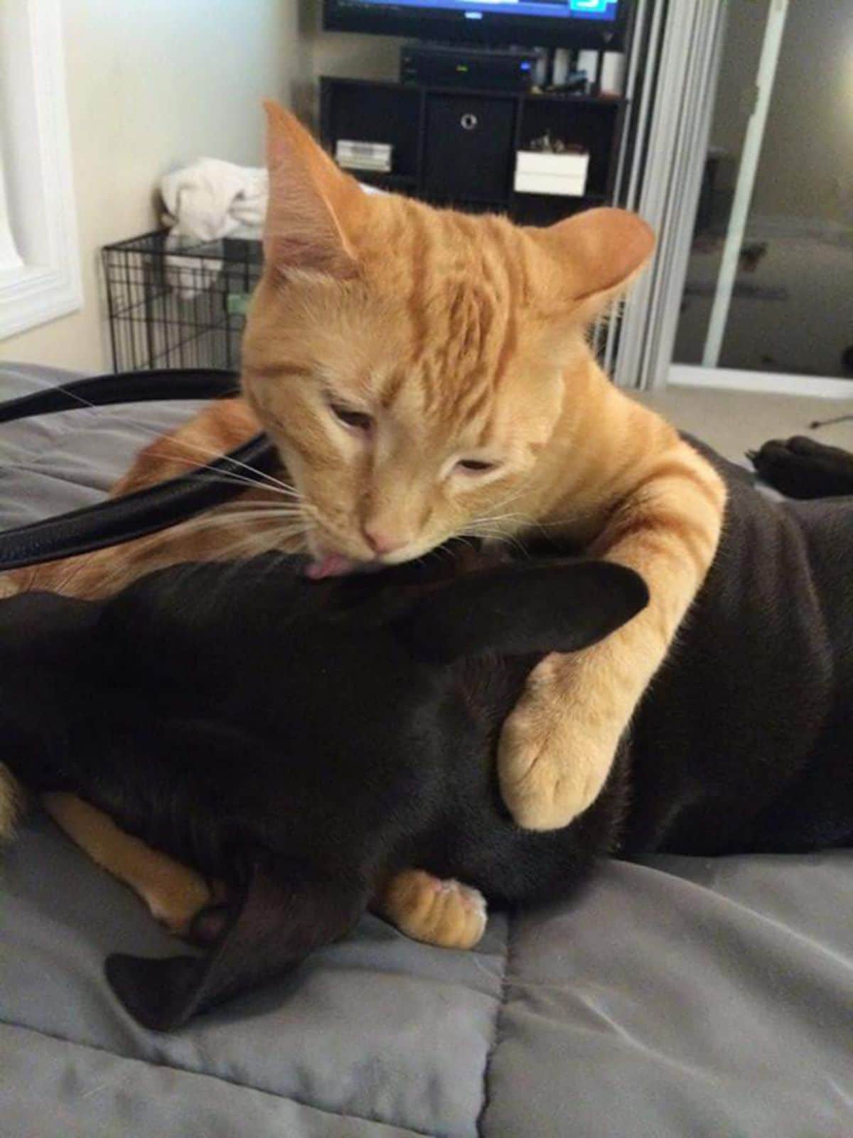 orange cat licking a black dog laying on a grey bed