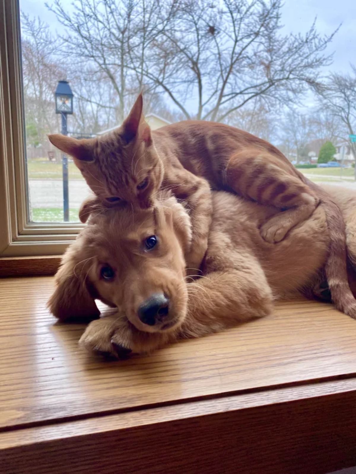 orange kitten laying on a golden retriever puppy laying on a table