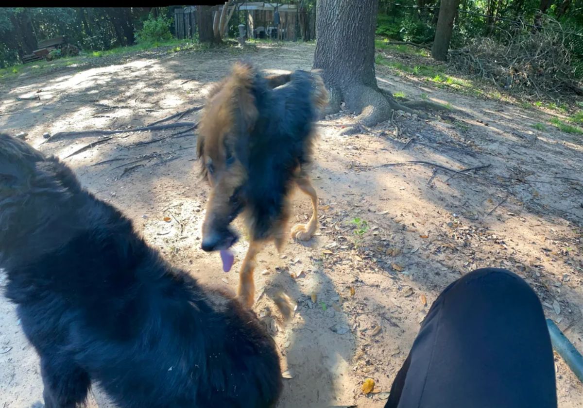 panoramic fail of black and brown dog with 2 legs, a lopsided and smushed up face and a tiny body