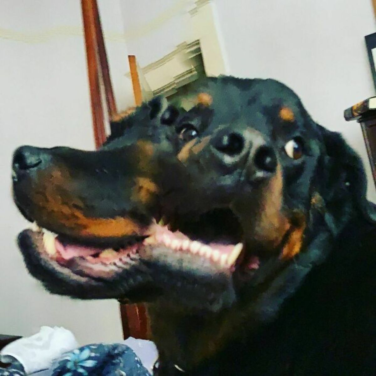 panoramic fail of black and brown rottweiler with 2 heads