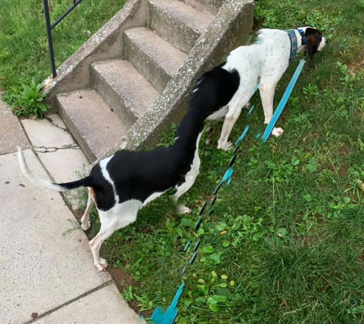 panoramic fail of black and white dog on a leash next to stairs and the dog has a very long body that is s-shaped