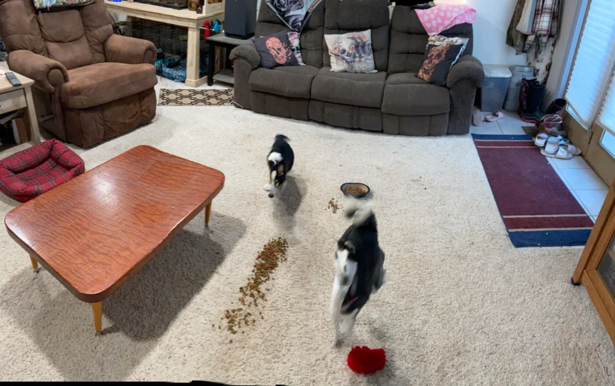 panoramic fail of black and white dog with two versions of it with one with a tiny body and long face and the other with no head and only the body