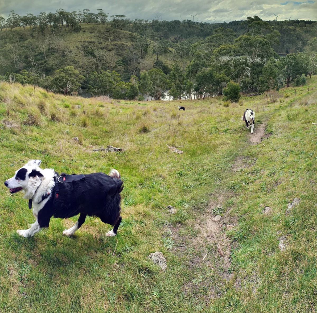 panoramic fail of black and white fluffy dog on a field with two versions of the same dog at two different points