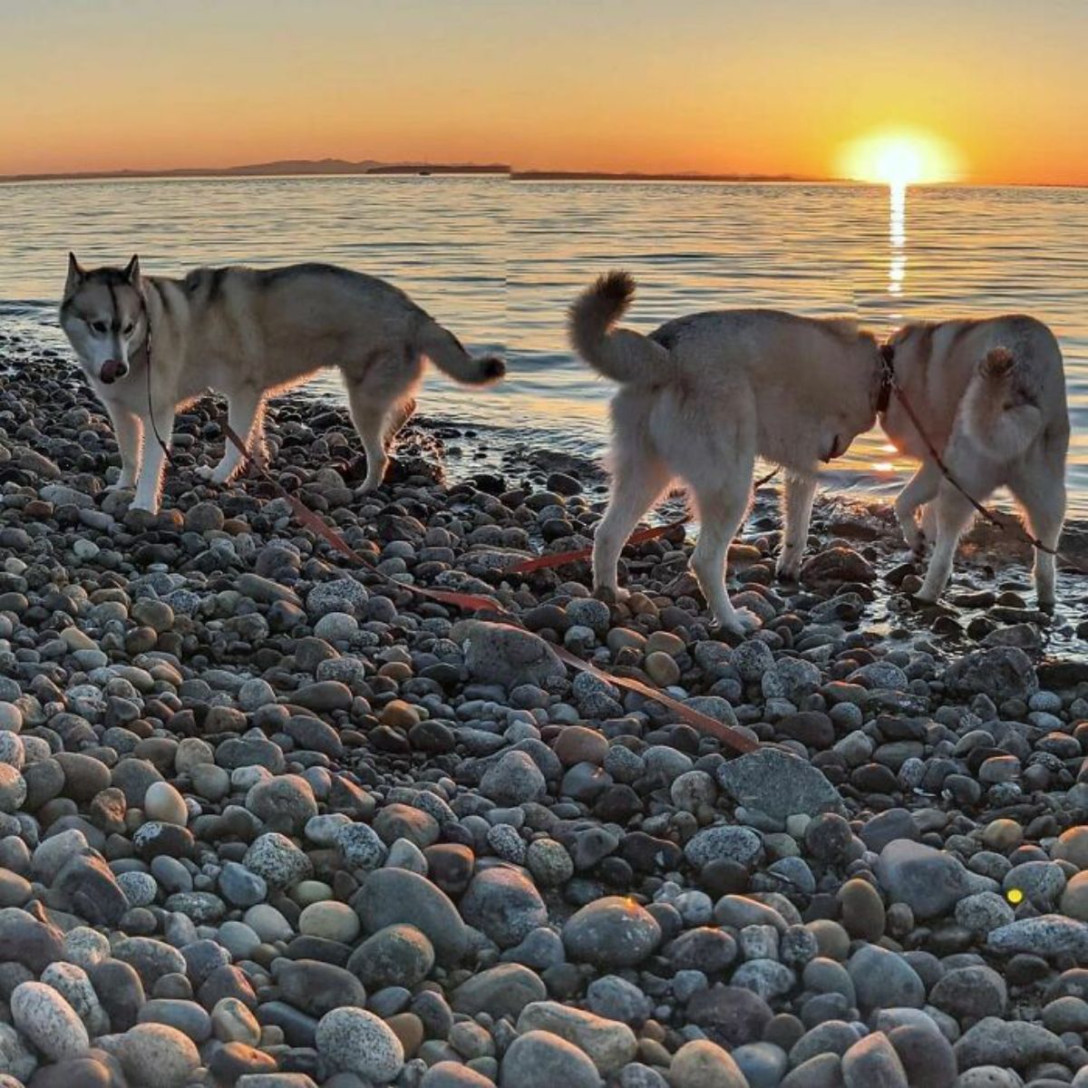 panoramic fail of black and white husky at the beach with one version with a long body and two more with no heads