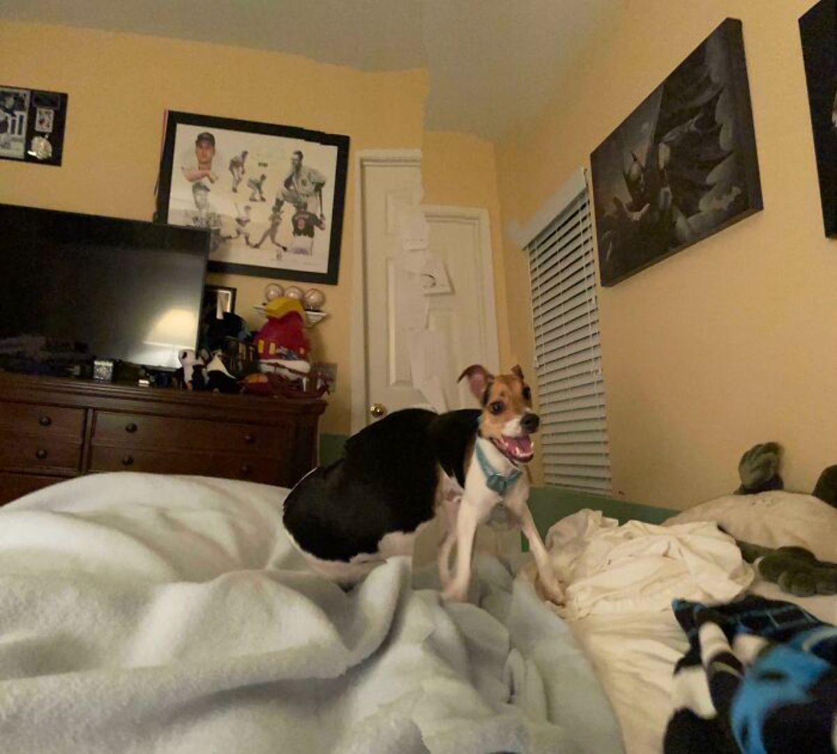 panoramic fail of black brown and white dog on a bed with a very small face