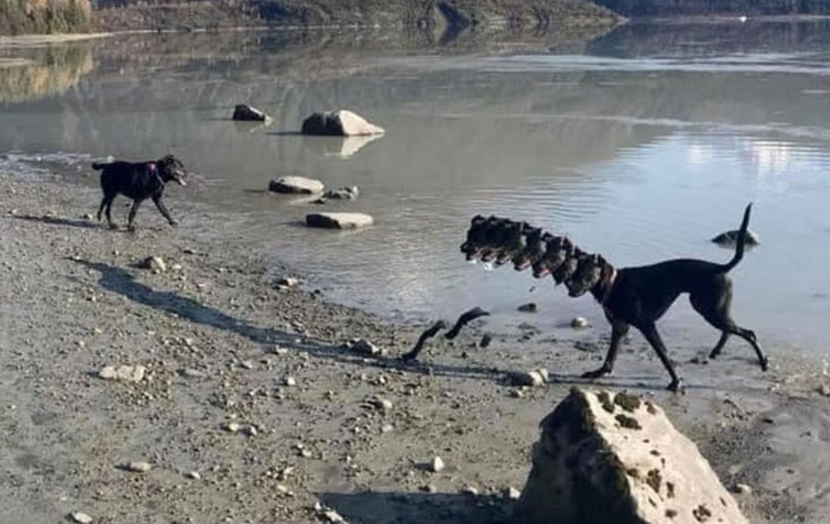 panoramic fail of black dog at a river next to a black dog with many heads