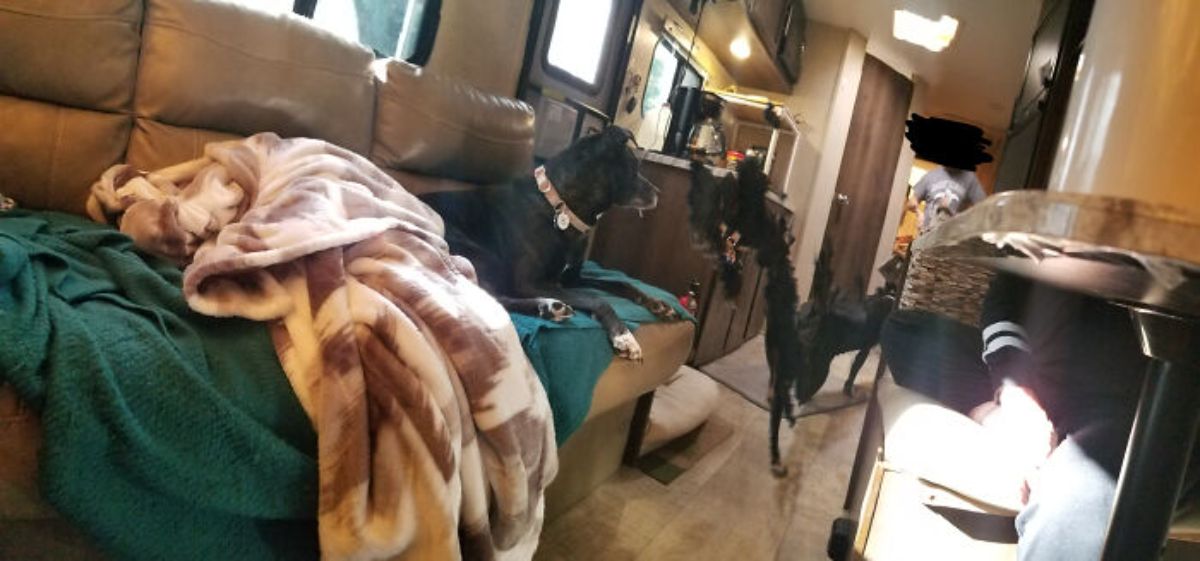 panoramic fail of black dog laying on a brown couch and a black dog jumping down looking thin and pixelated and having a very long body