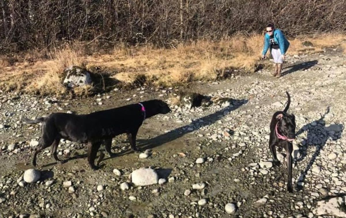 panoramic fail of black dog with a long body next to a regular black dog