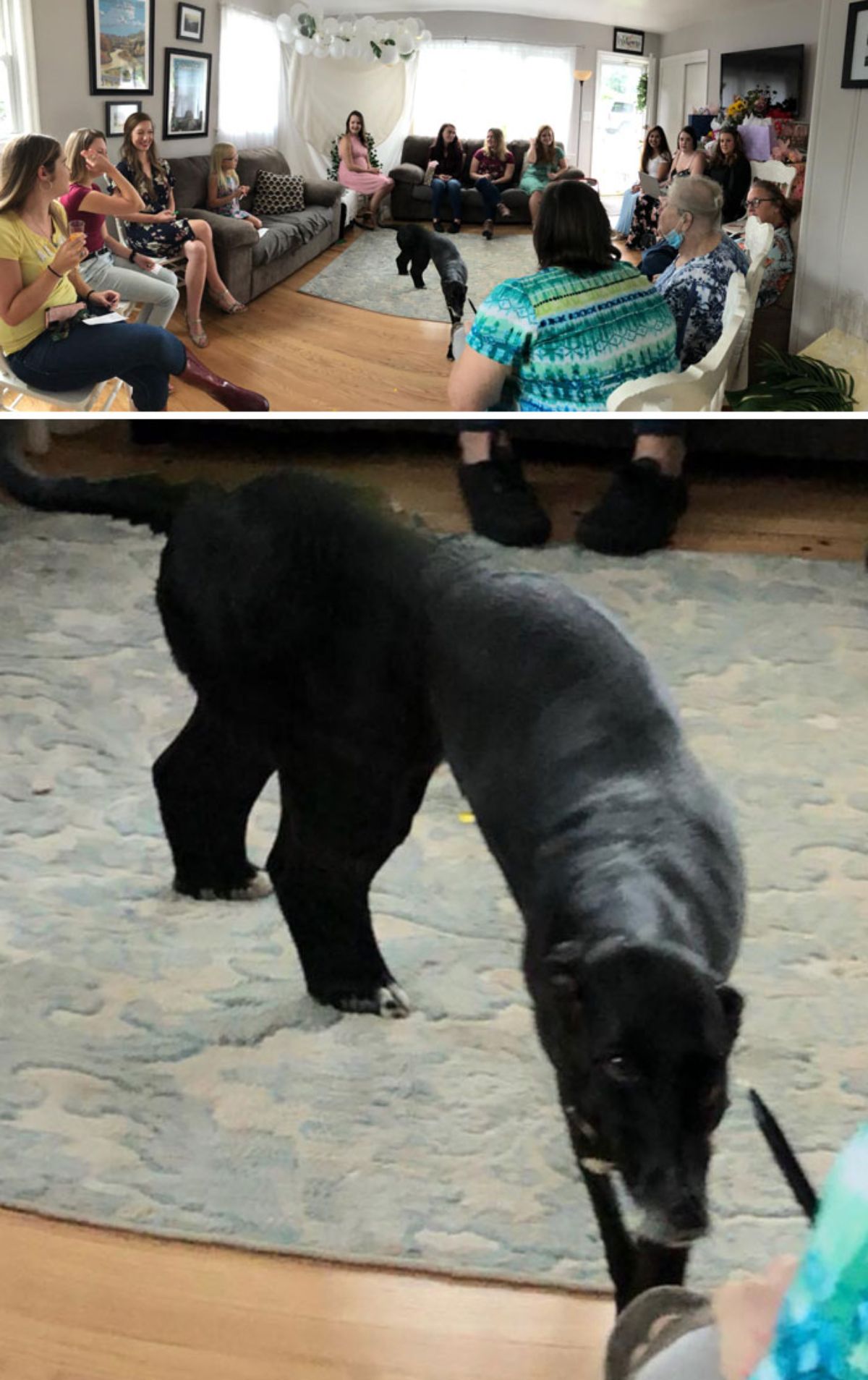 panoramic fail of black dog with a long body surrounded by women and 1 photo of a close up of the dog
