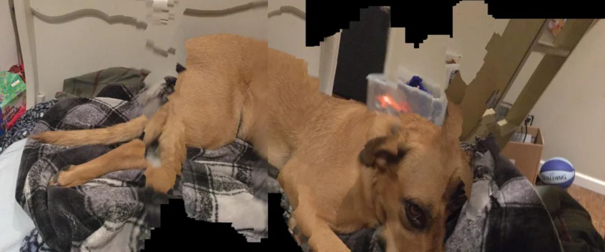 panoramic fail of brown dog laying on a bed looking pixelated