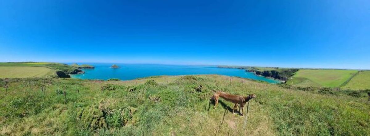 panoramic fail of brown dog on a cliff near water with a very long body with extra legs