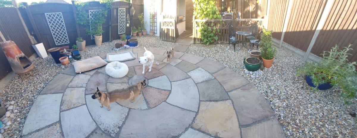 panoramic fail of brown dog with a long body, a white dog with a large face and another brown dog with a large head and small body