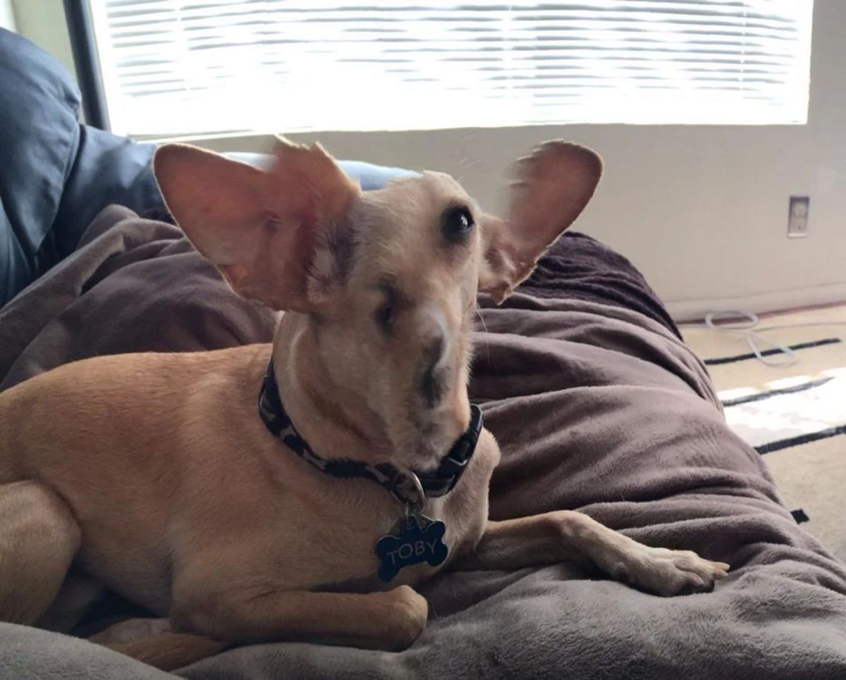 panoramic fail of brown dog with a mushed up face with only one eye, a large ear and the second ear almost away from the head